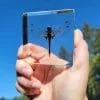 Real Dragonfly in Resin, Dragonfly Specimen, Insects in Resin