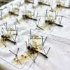 Dried Dragonflies For Sale, Pinned Dragonflies, Bugs Wholesale