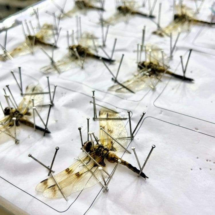 Dried Dragonflies For Sale, Pinned Dragonflies, Bugs Wholesale