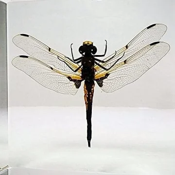Insects In Resin, Real Dragonfly In Resin, Wholesale Insects in Resin
