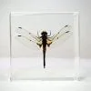 Insects In Resin, Real Dragonfly In Resin