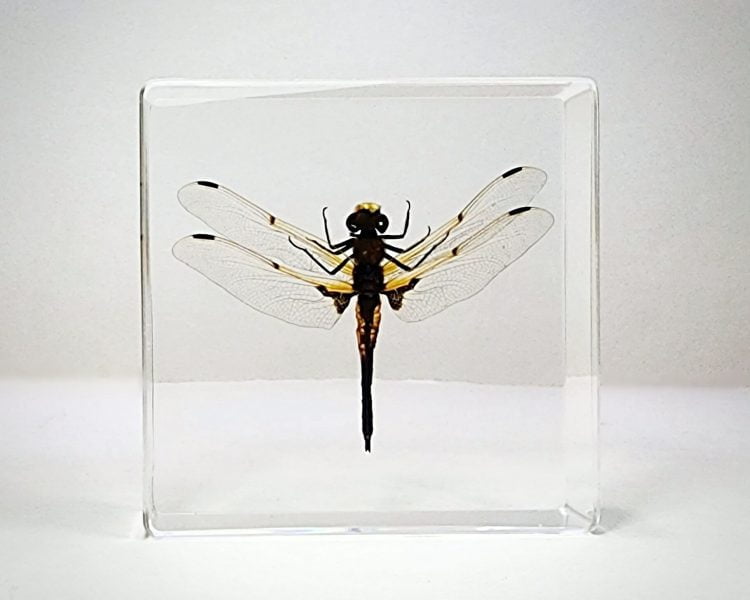 Insects In Resin, Real Dragonfly In Resin
