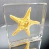 Real Starfish in Resin, Aquatic Specimens, Ocean Decor