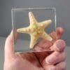 Real Starfish, Starfish in Resin, Ocean Decor