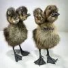 Wholesale 2 headed taxidermy ducking, 2 headed duck, two headed wholesale oddities