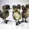 Wholesale 2 headed taxidermy ducking, 2 headed duck, two headed wholesale oddities