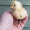 Taxidermy chick, taxidermy baby chicken, oddities and curiosities