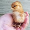 Taxidermy-Baby Chick, Oddities Gifts
