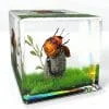 Beetle in Resin Diorama Cube, Insect In Resin Gift, tea Shield Bug