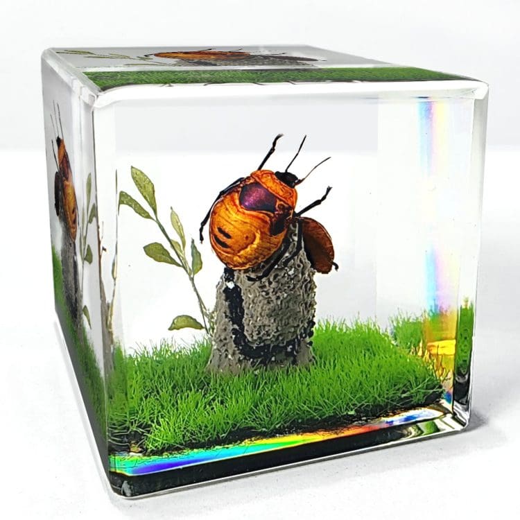 Beetle in Resin Diorama Cube, Insect In Resin Gift, tea Shield Bug