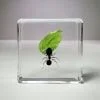 Insects In Resin, Real Ant with Leaf, Wholesale Bugs in Resin