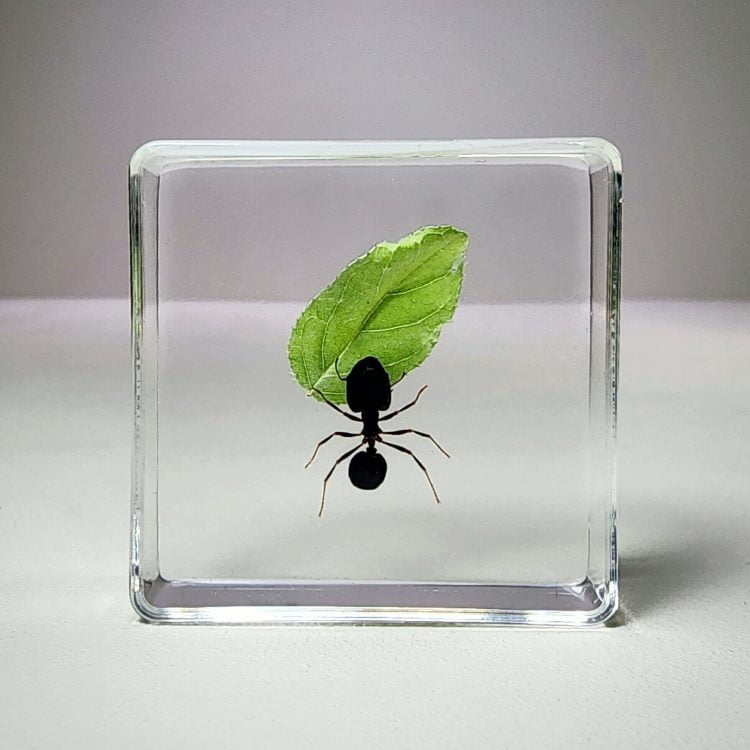 Insects In Resin, Real Ant with Leaf, Bugs in Resin