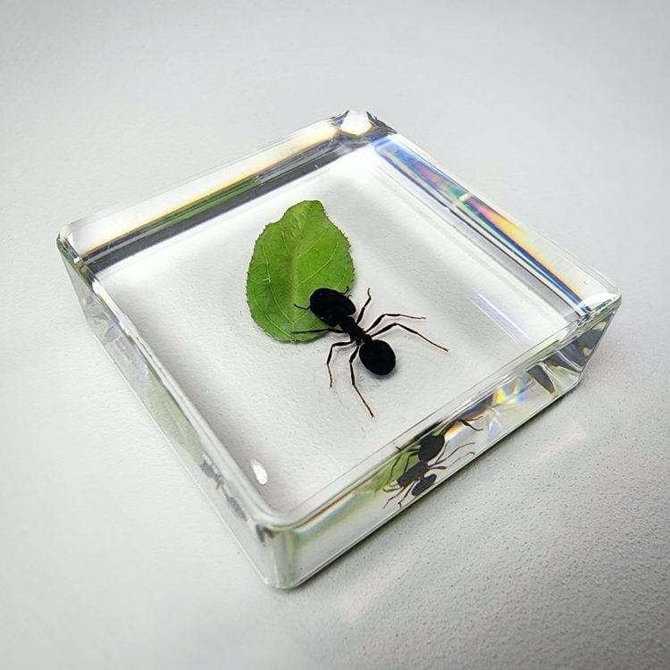 Insects In Resin, Real Ant with Leaf, Bugs in Resin
