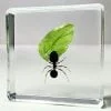 Insects In Resin, Real Ant with Leaf, Bugs in Resin