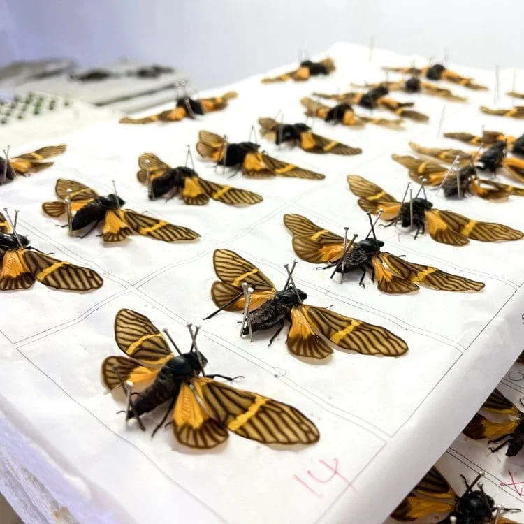 Wholesale Bugs, Wholesale Insects, Cicada in Resin, Butterfly Cicada, Yellow Wing Cicada, Insects In Resin