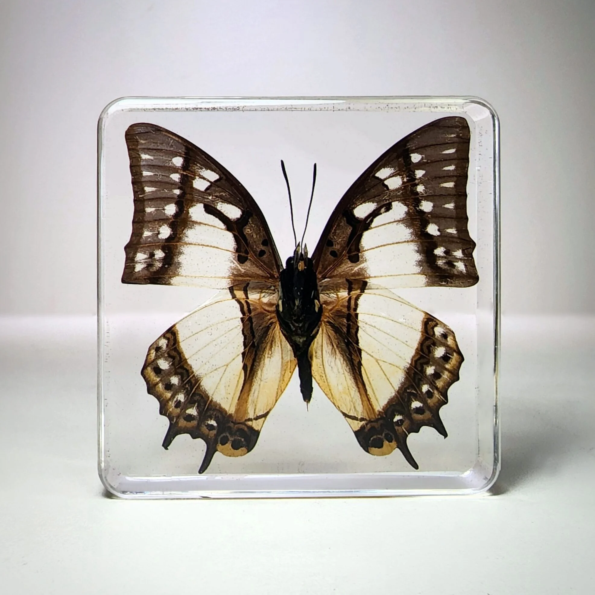 Nawab Butterfly in Resin, Wholesale Bugs in Resin