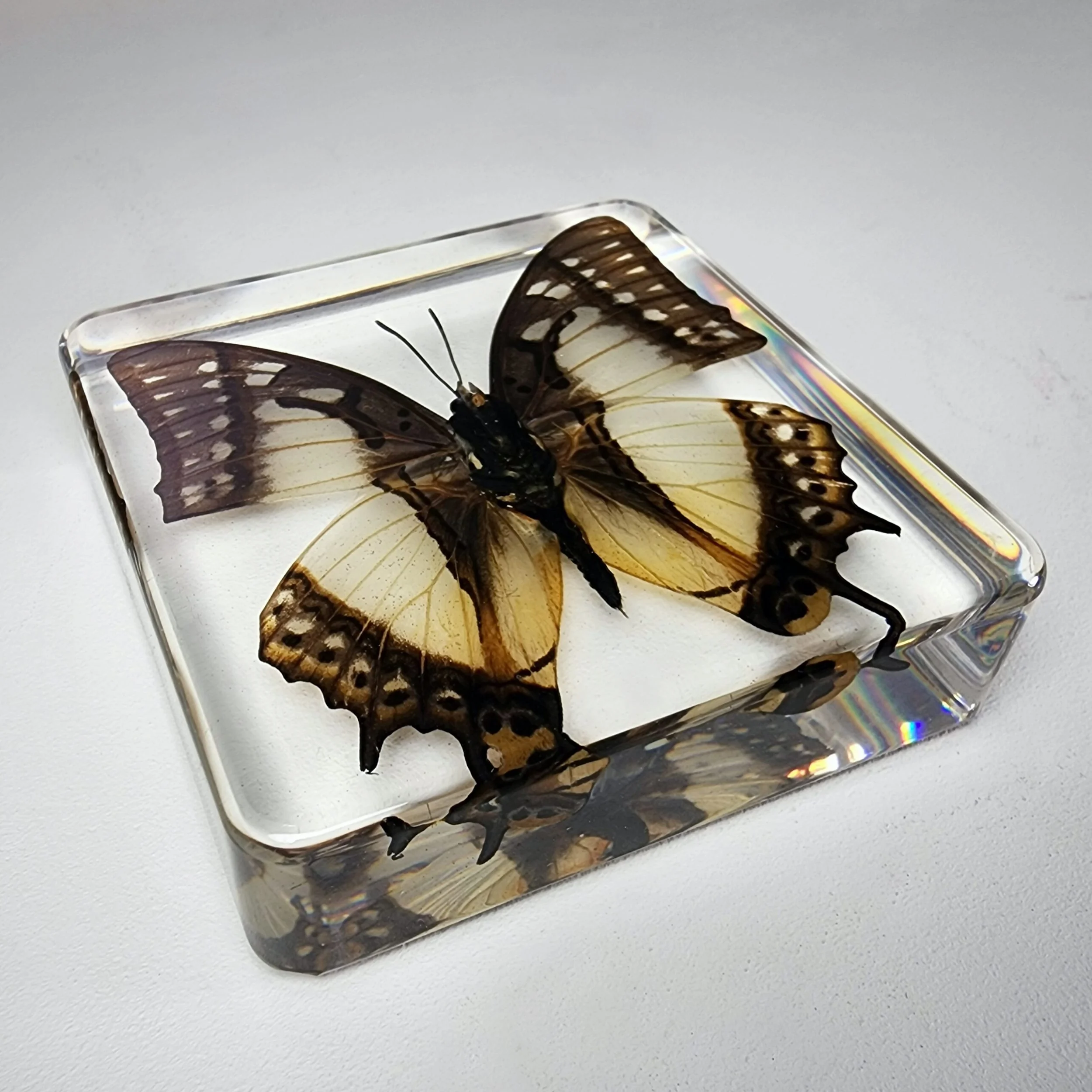 Nawab Butterfly in Resin, Wholesale Bugs in Resin