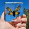 Cicada in Resin, Butterfly Cicada, Yellow Wing Cicada, Insects In Resin