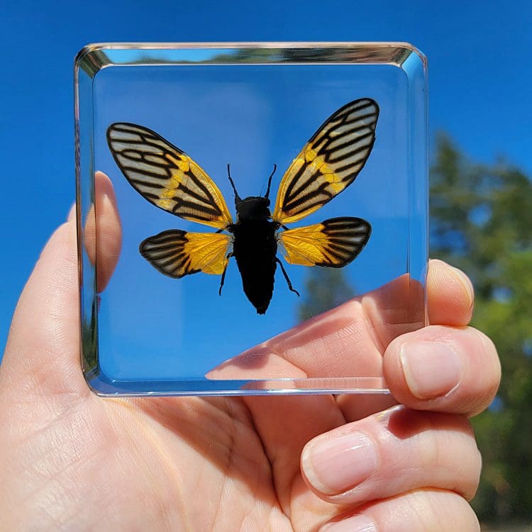 Cicada in Resin, Butterfly Cicada, Yellow Wing Cicada, Insects In Resin