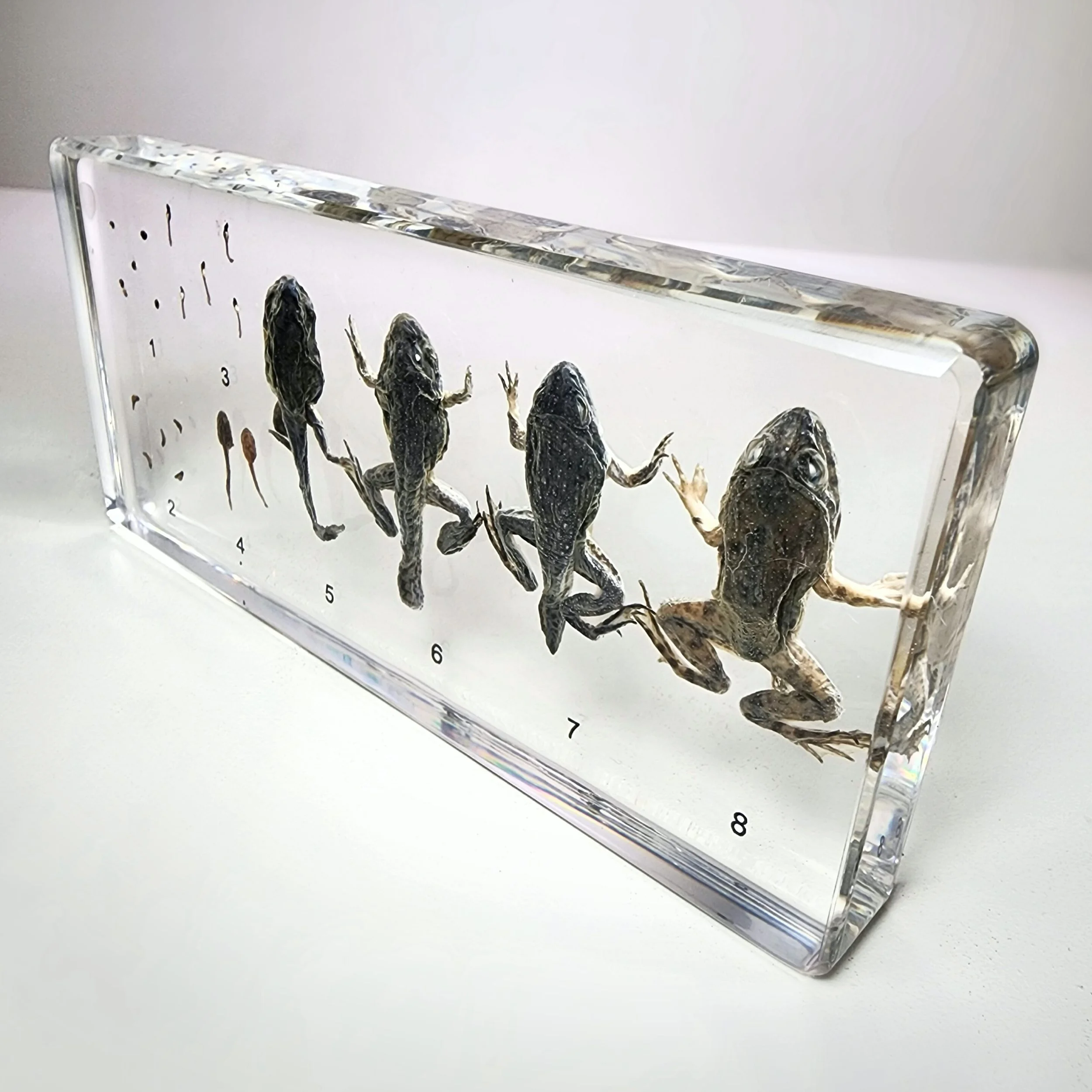 Life Cycle, Frogs in Resin, Wholesale Specimen