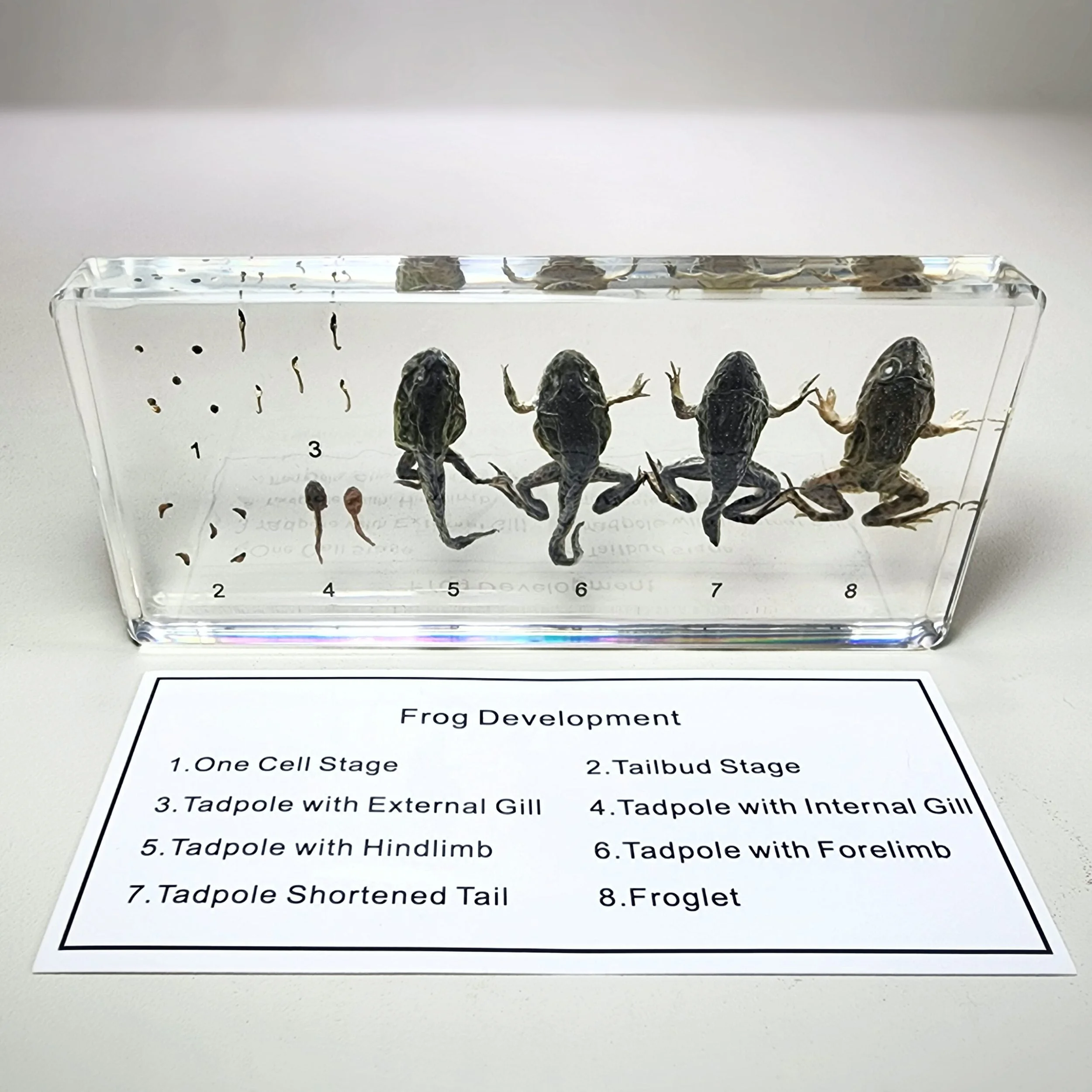 Life Cycle, Frogs in Resin, Wholesale Specimen