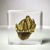 Real Barnacle in Resin, Ocean Decor, Wholesale Preserved Specimen