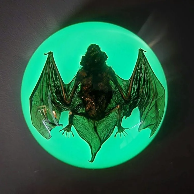 Real bat in Resin, Glow-In-the-Dark-Bat Paperweight. Oddities Decor