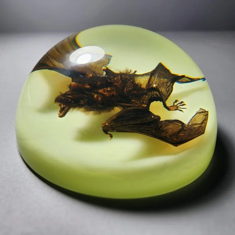 Real bat in Resin, Glow-In-the-Dark-Bat Paperweight. Oddities Decor