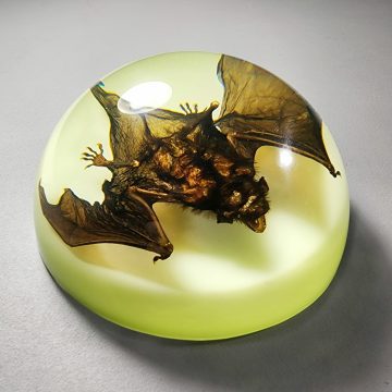 Real bat in Resin, Glow-In-the-Dark-Bat Paperweight. Oddities Decor