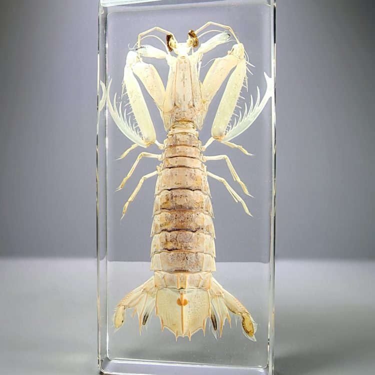 Large Mantis Shrimp in Resin, Preserved Mantis Shrimp