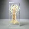 Large Mantis Shrimp in Resin, Preserved Mantis Shrimp, Wholesale Specimen