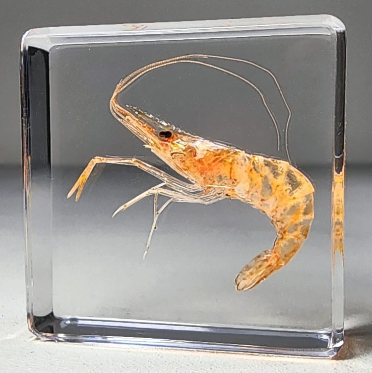 Aquatic Specimens In Resin, Real Shrimp In Resin, Ocean Decor