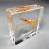 Aquatic Specimens In Resin, Real Shrimp In Resin, Ocean Decor