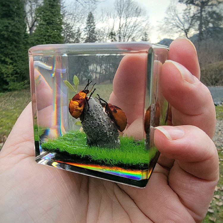 Real Insect Diorama, insect in resin cube, Tea Shield Bug