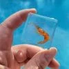 Real Shrimp Specimen in Resin, Wholesale Insects In Resin