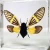 Yellow Wing Cicada, Butterfly Cicada, Real Cicada in Resin