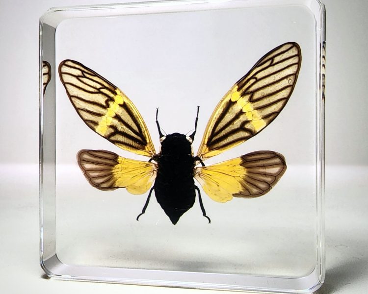 Yellow Wing Cicada, Butterfly Cicada, Real Cicada in Resin