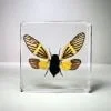 Yellow Wing Cicada, Butterfly Cicada, Real Cicada in Resin