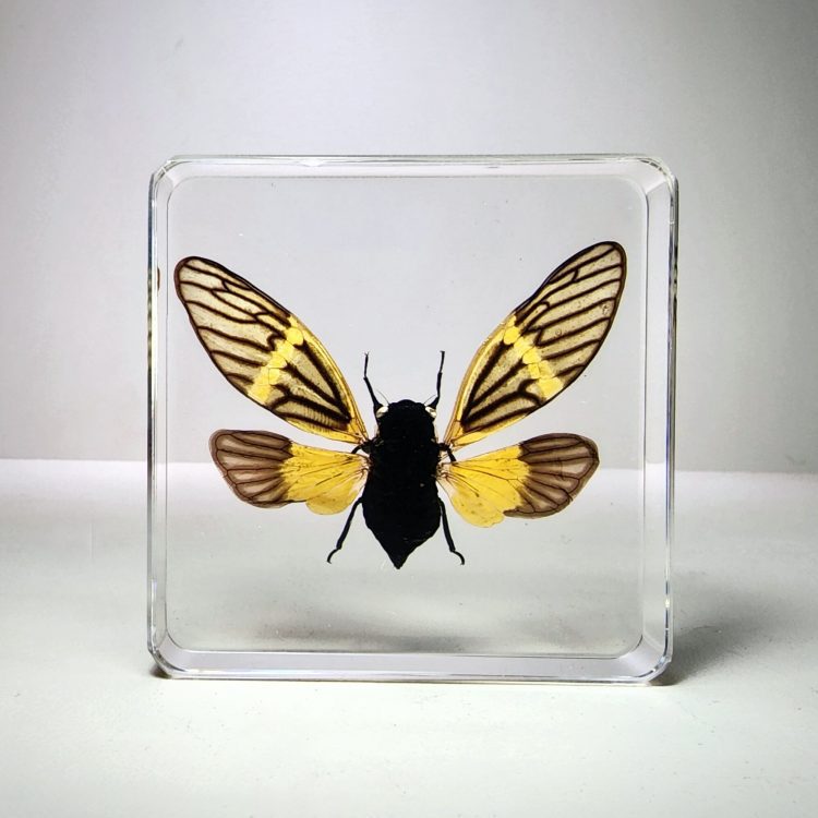Yellow Wing Cicada, Butterfly Cicada, Real Cicada in Resin