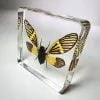 Yellow Wing Cicada, Butterfly Cicada, Real Cicada in Resin