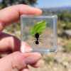 Tiny Ant with Leaf Diorama, Insects in Resin, Curiosities