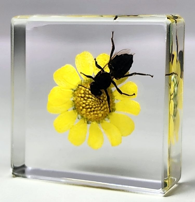 Insect Gifts, Real Honey Bee on Flower, Bugs In Resin