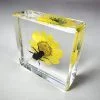 Insect Gifts, Real Honey Bee on Flower, Bugs In Resin