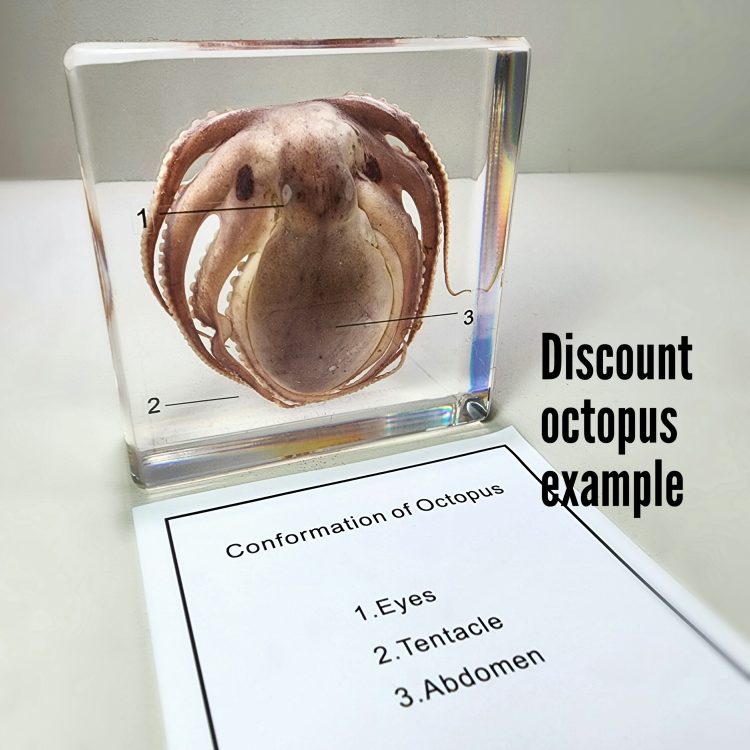Aquatic Decor, Discount Resin Specimens, Real Octopus