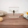 Real Drogonfly InResin, Dragonfly Gifts, Bugs In Resin