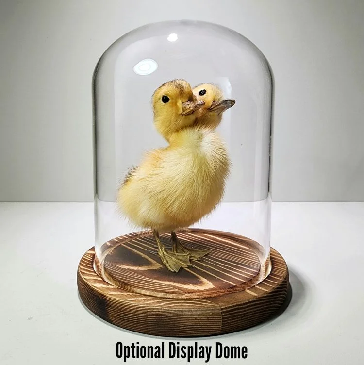 2 headed duckling, Display dome for taxidermy 2 headed duck, Glass Cloche, oddities display dome