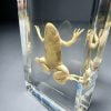 Real Frog in Resin, Curio, Preserved Frog Specimen