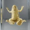 Real Frog in Resin, Curio, Preserved Frog Specimen