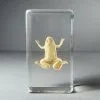 Real Frog in Resin, Curio, Preserved Frog Specimen