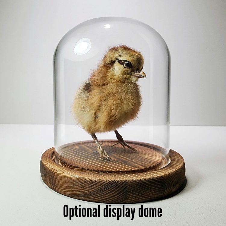 Display Dome, Glass Cloche, Taxidermy chick, taxidermy baby chicken, oddities and curiosities